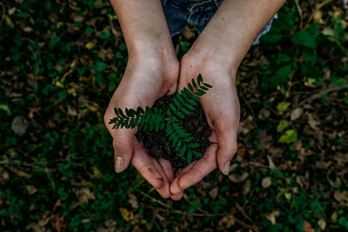 Plant for the Planet